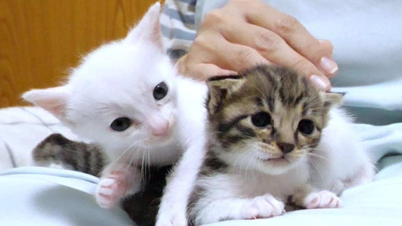 4匹の子猫達がお膝の上で大暴れする姿にほっこりして下さい【赤ちゃん猫　保護猫】