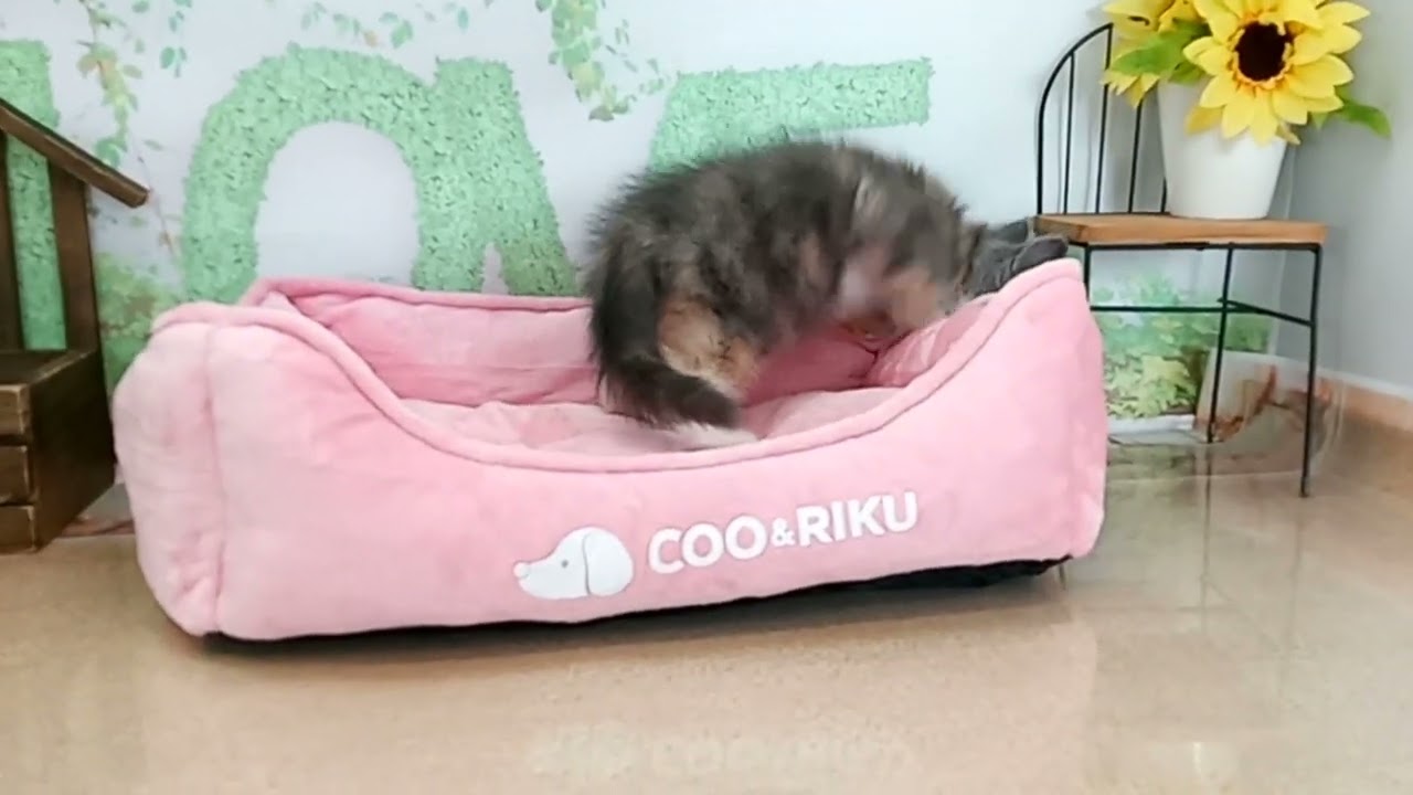 663914 スコティッシュフォールド