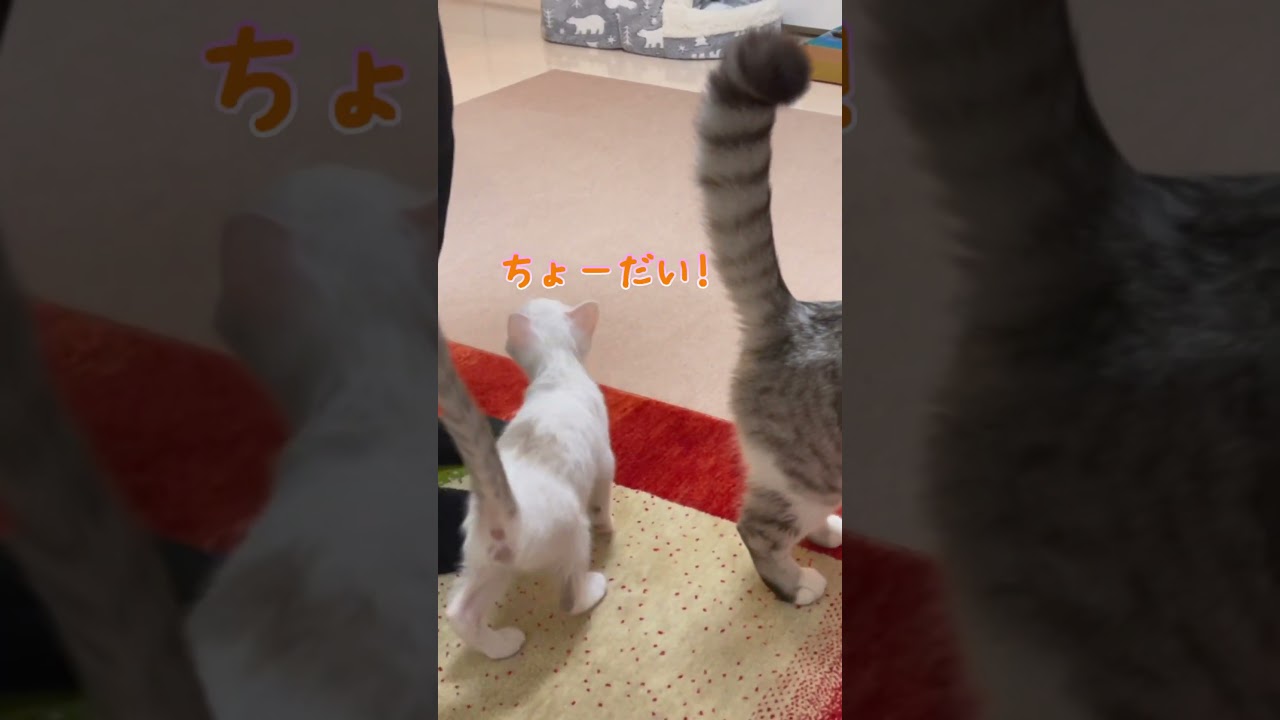 ママにくっついてご飯のおねだりをする子猫が可愛過ぎる