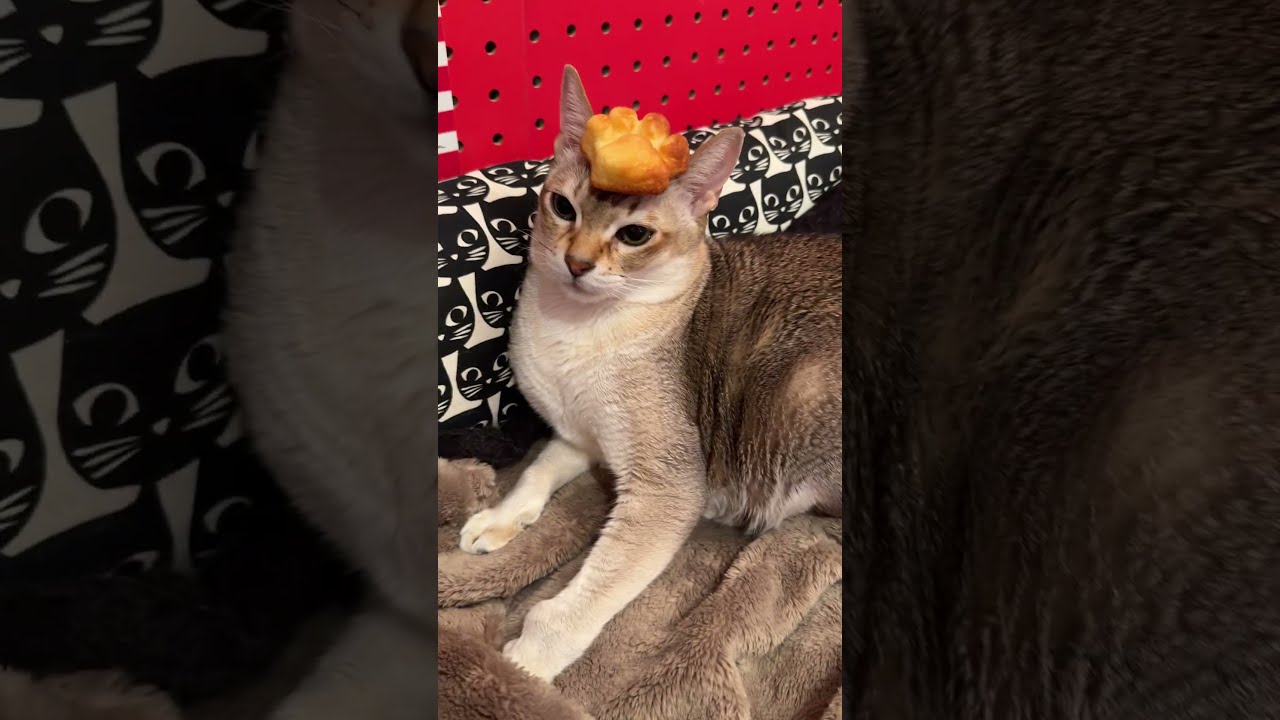 ワンコさんじゃないのでおやつキャッチは無理なシンガプーラなのにゃ♪ #cat #シンガプーラ#singapura