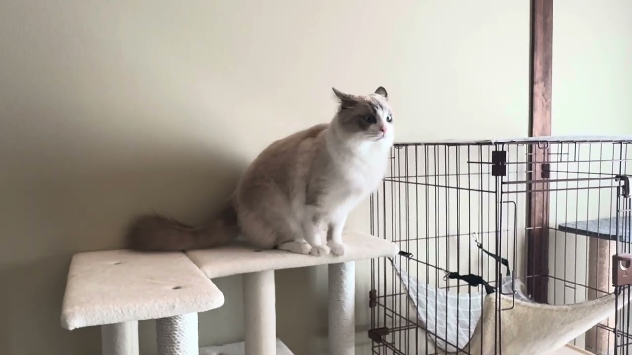 走り回っちゃう猫たち【ラグドールメインクーン】ある日の猫c297