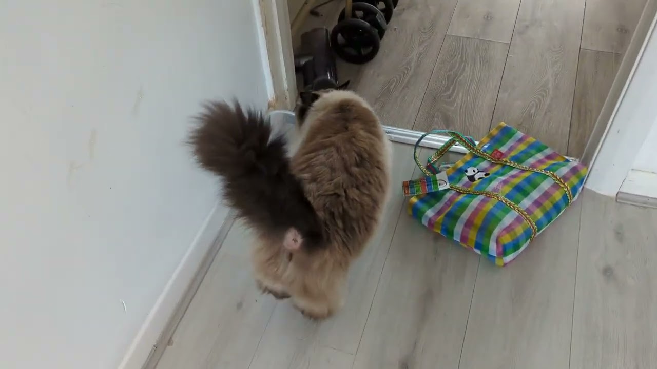 毎日リッちゃん2024/02/19