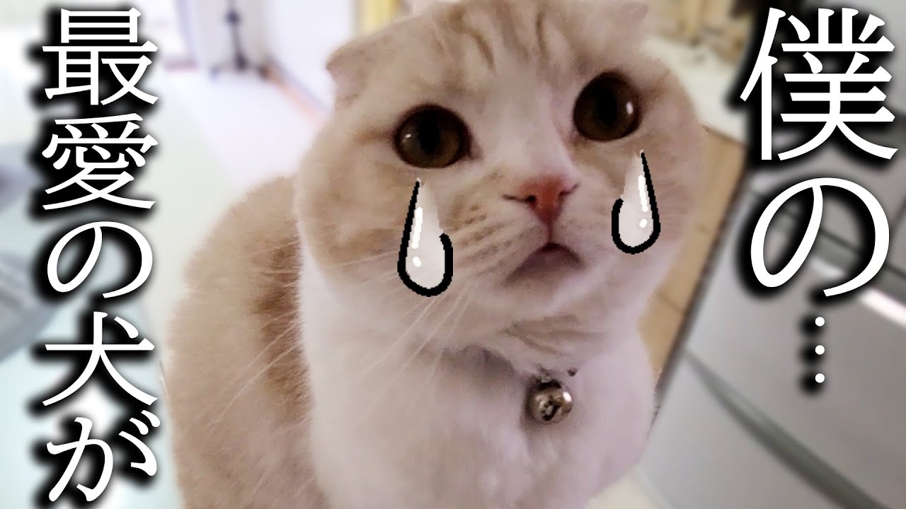 犬を預けたら寂しくて家中泣いて探し回る子猫がこちら...