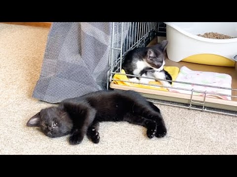 保護3日目で完全にくつろぐ子猫