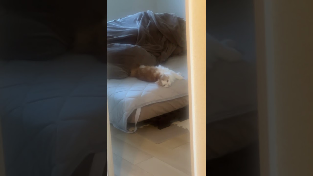 起こしにきて #cat #ラガマフィン #ragamuffin #猫 #猫のいる暮らし