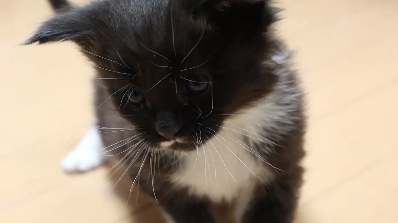 生後29日メインクーン子猫の大輝君