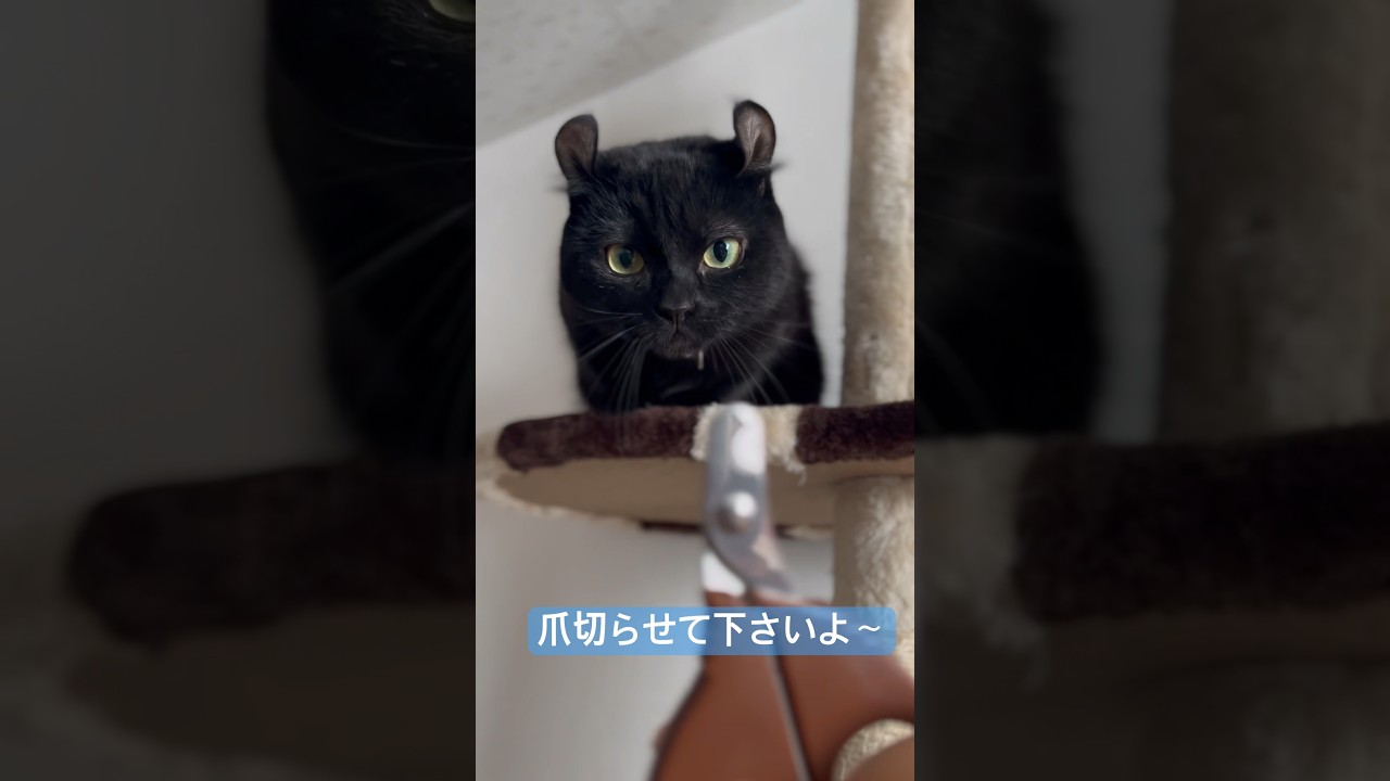 爪を切りたい人間と切られたくない猫様🐈‍⬛エマ様はお手手を隠してしまいましたわ…😭#shorts #cat #アメリカンカール #猫 #ねこ