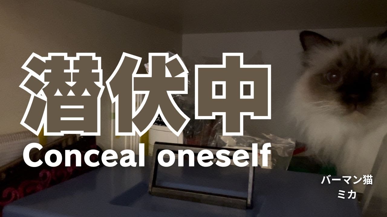 バーマン猫ミカ【潜伏中】Conceal oneself（バーマン猫）Birman/Cat