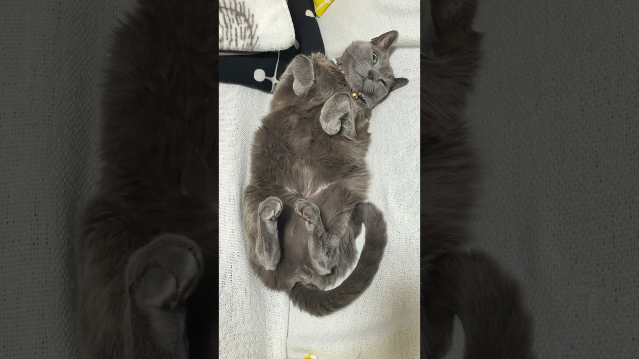 今日のあくび_20240217 #shorts #cat #猫 #ロシアンブルー