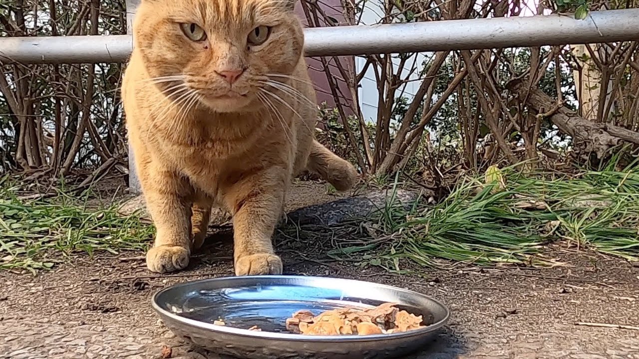 地域猫　ごはんをあげてると、となりのトトロのような大きな猫が現れました。A big cat like My Neighbor Totoro appeared.　Vol.757