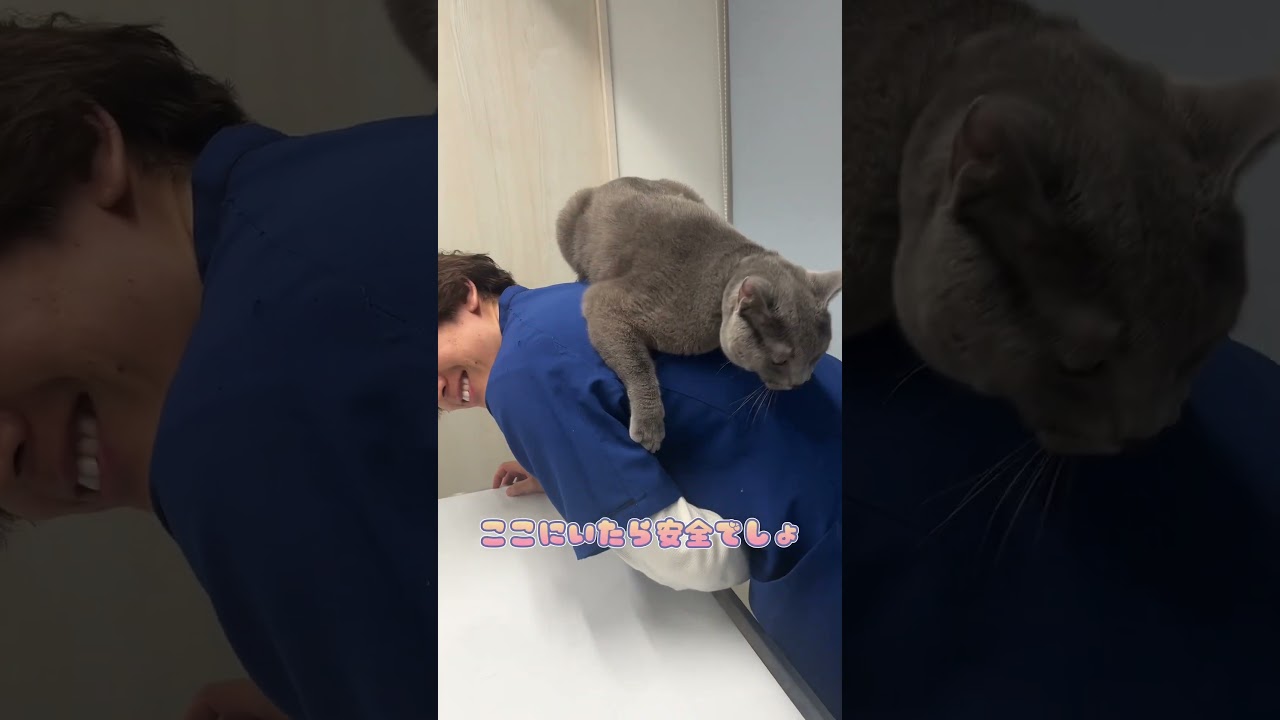 一度捕まるがいい場所を見つけるシャルトリュー