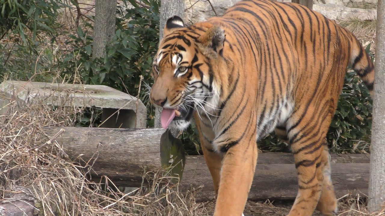 ベンガル系トラ　ダイくん　朝のお散歩です　【とべ動物園】Tiger Dai-kun Tobe Zoo