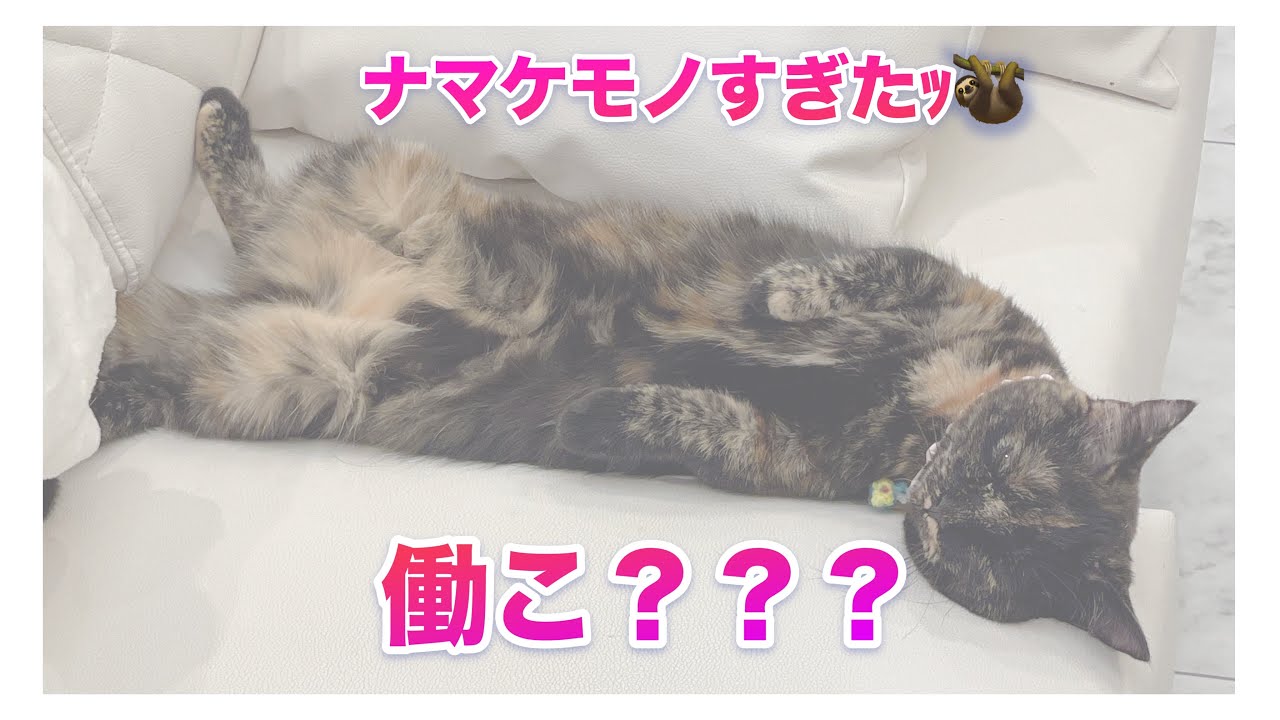 女の子チームはやはり可愛いだった…！！
