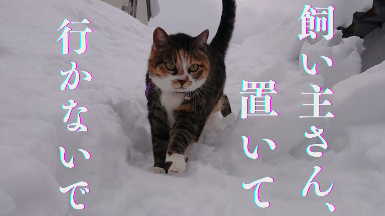雪の中で見捨てられた猫を発見！子猫なのか？心配する猫の悲しい声が響く！