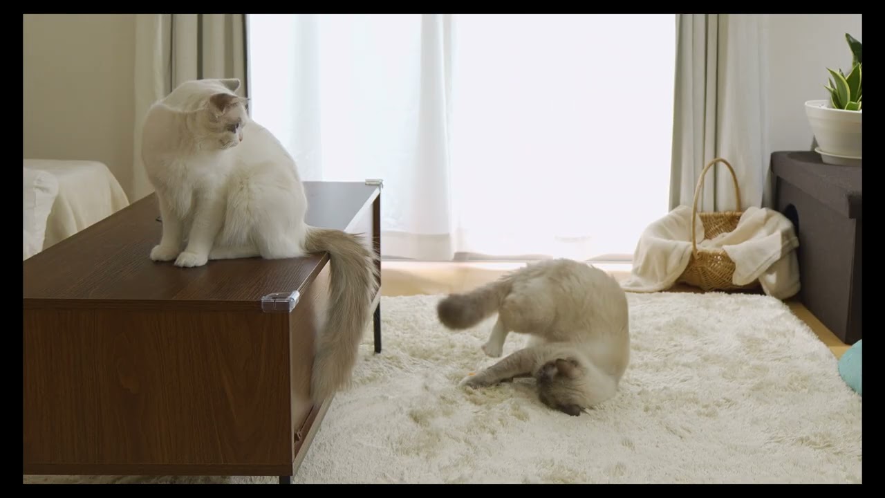 遊ぶのが大好きな猫たち　#猫 #ラグドール #ragdollcat