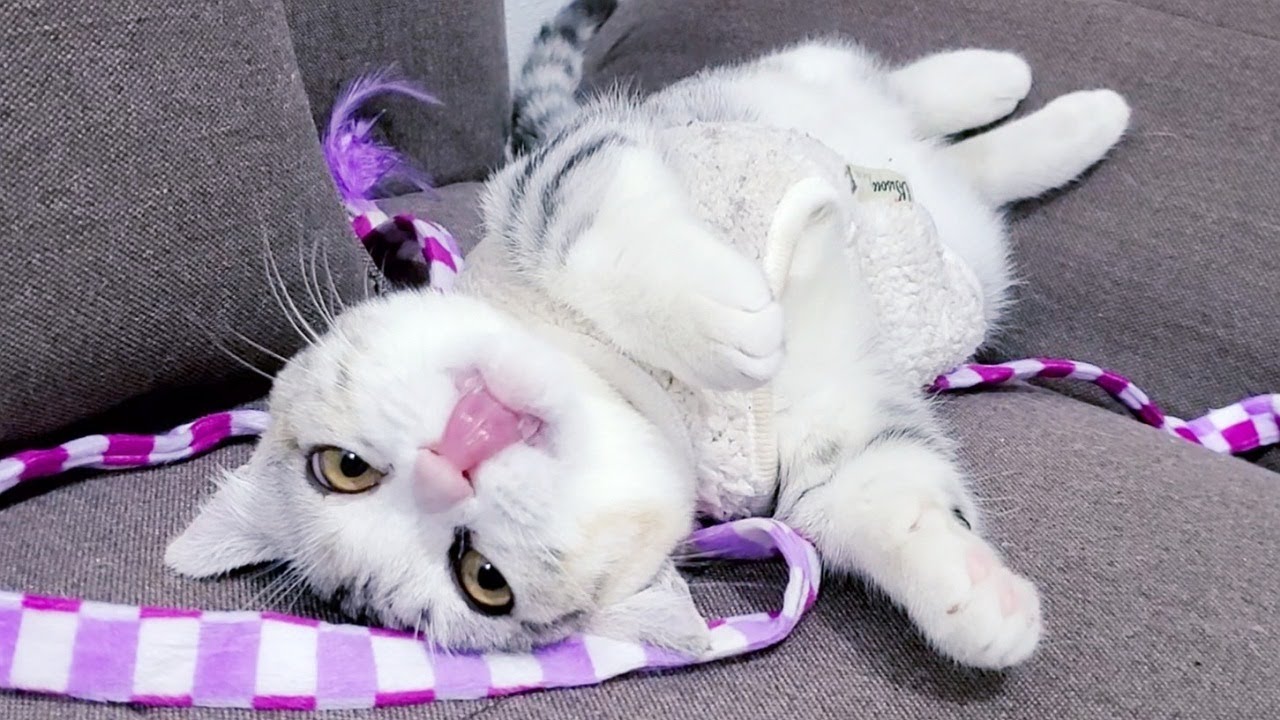 遊びすぎて力尽き果てた子猫がソファーでこうなってましたwww  #62