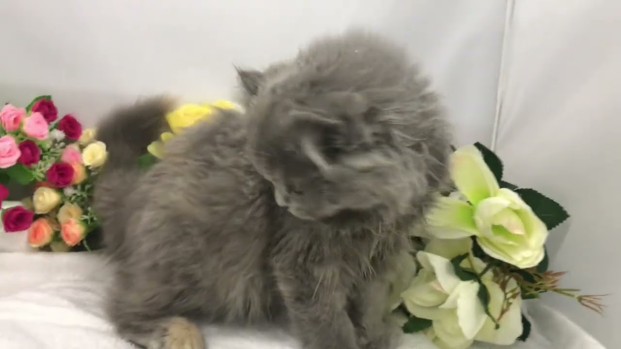 アメリカンカール子猫なら/宮城県ペットショップ鈴花