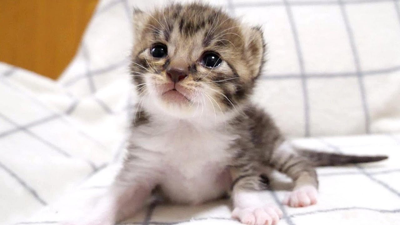 子猫はぴよぴよと鳴きながら自分の体くらいある大きな哺乳瓶でミルクを飲みました【赤ちゃん猫　保護猫】