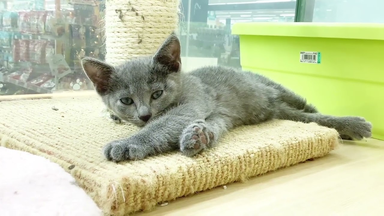 【 ロシアンブルー 】お昼寝中☆甘えん坊な男の子♡