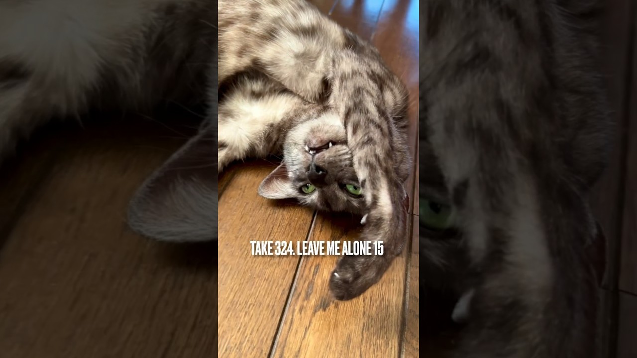 ママ❗️まったりタイム を#じゃましないでにゃ ‼️#リラックス #relaxcat #猫の気持ち #ねこと暮らす #エジプシャンマウ #我が家のあいどる #egyptianmau #shorts