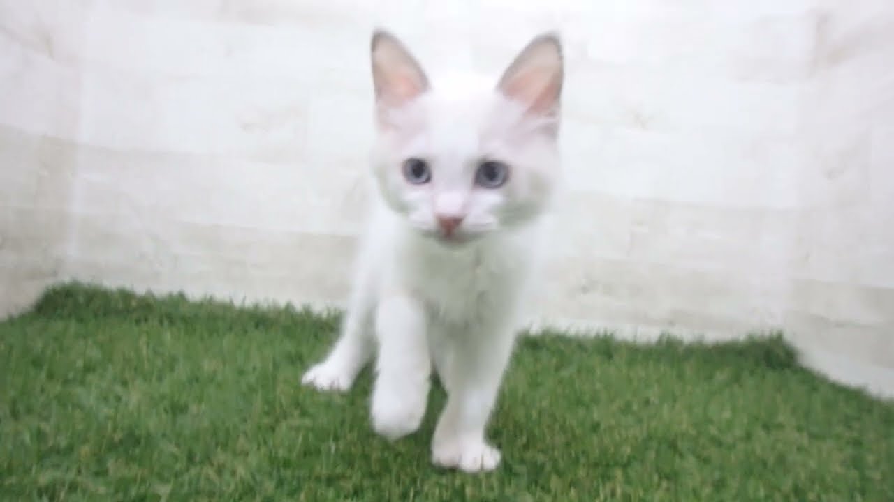 Coo&RIKU　No00666182 ラグドール