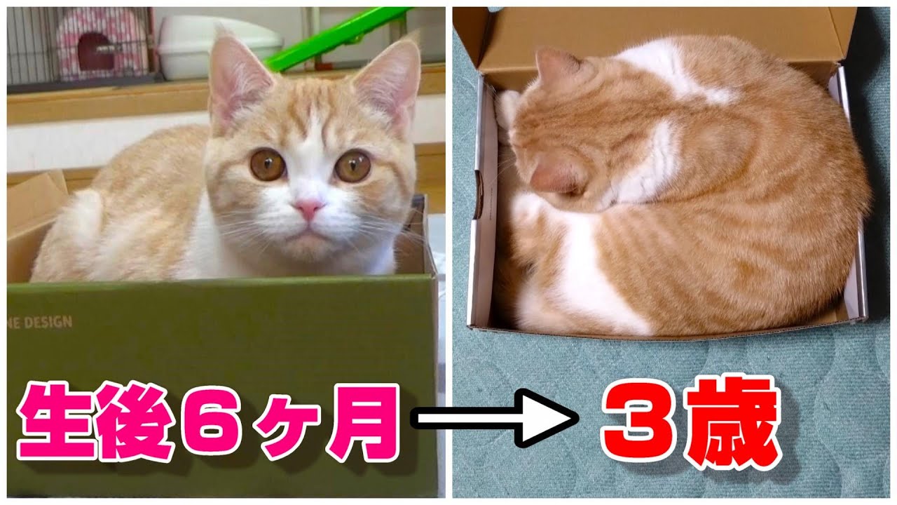 猫は二つ折りにもなれる【スコティッシュフォールド】【アビシニアン】