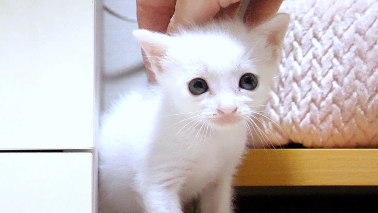 隙間に挟まっちゃった白子猫はおじさんに優しくレスキューされました【赤ちゃん猫　保護猫】