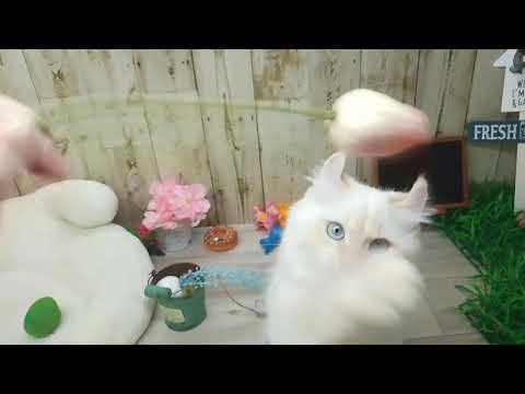 Coo&RIKU　No.652816　アメリカンカール