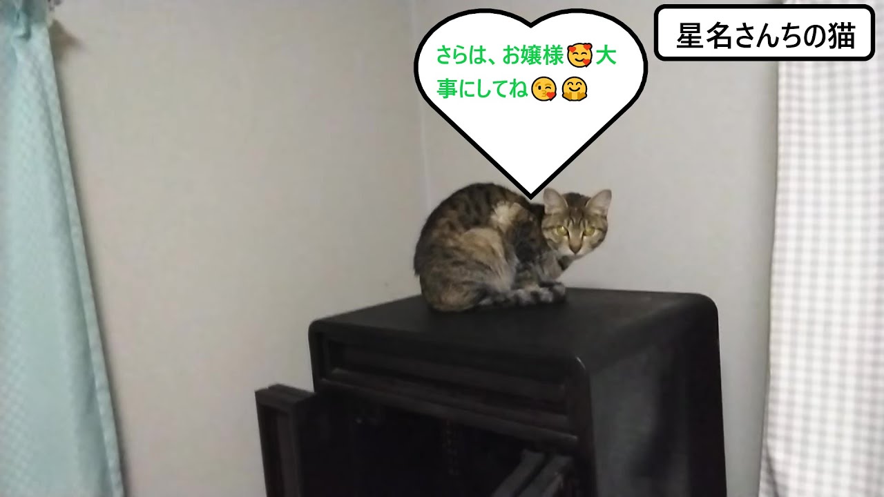 シャム猫のさらご来光です😁😘