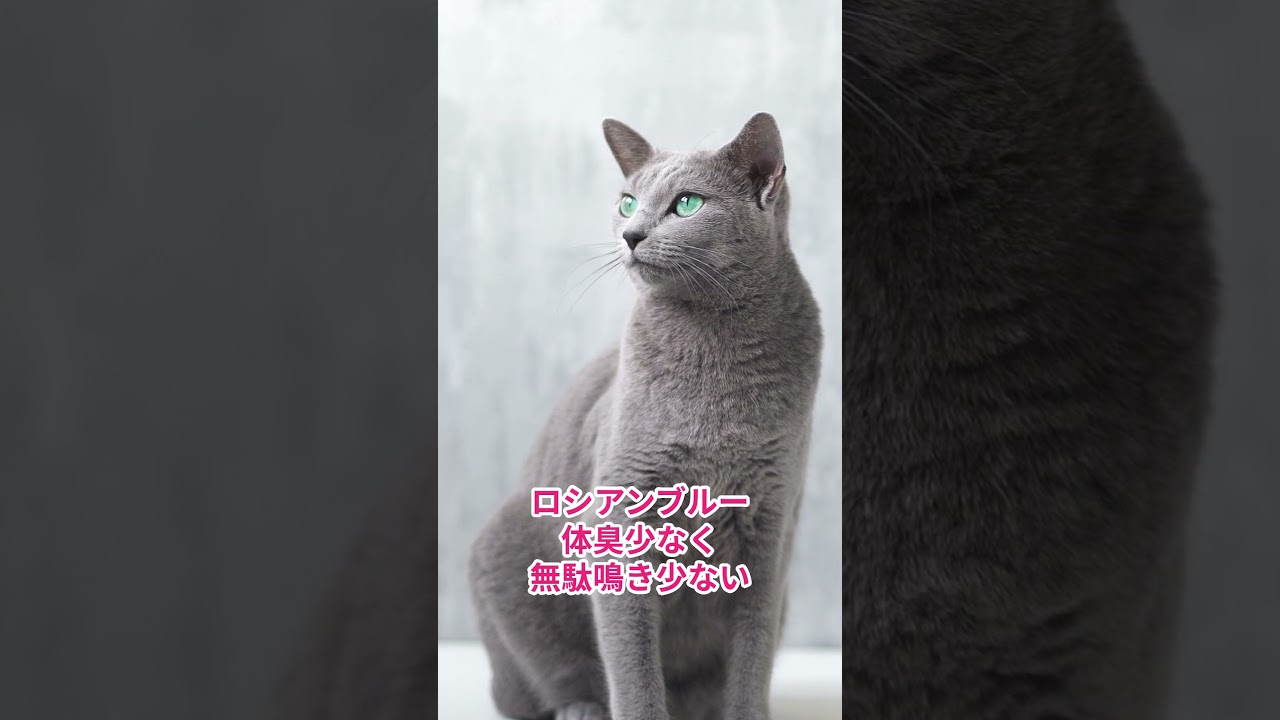 ＃初心者でも飼いやすい猫10選 ショート #cat #ねこ #猫のいる暮らし