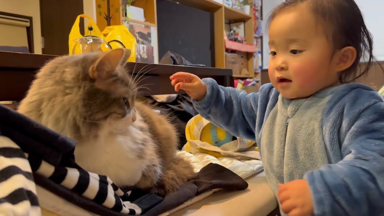 2歳児に寝かしつけられたくなかった猫と動じない猫　ノルウェージャンフォレストキャット　ラガマフィンAn unmoving cat. Ragamuffin