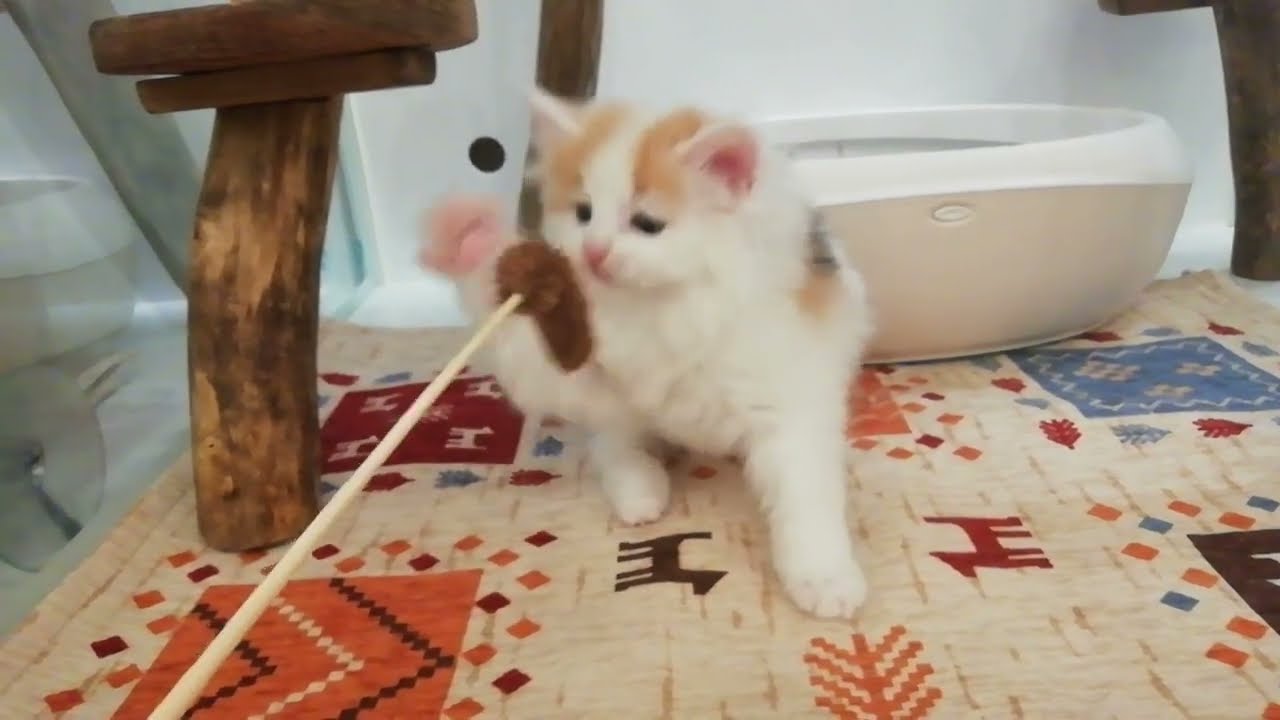 ノルウェージャンフォレストキャット　女の子　2023/12/22生まれ