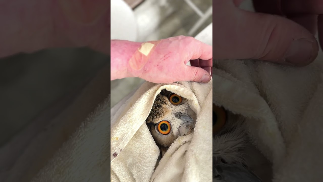 ／✅ #フクロウ 嘴・爪のメンテナンス🦉✨👉akiba2960.com/jp/maintenance/＼#ベンガルワシミミズク #秋葉原  #鳥#owl #owlcafe