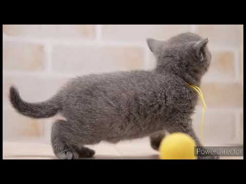 ロシアンブルー 可愛らしいブルーの女の子♪