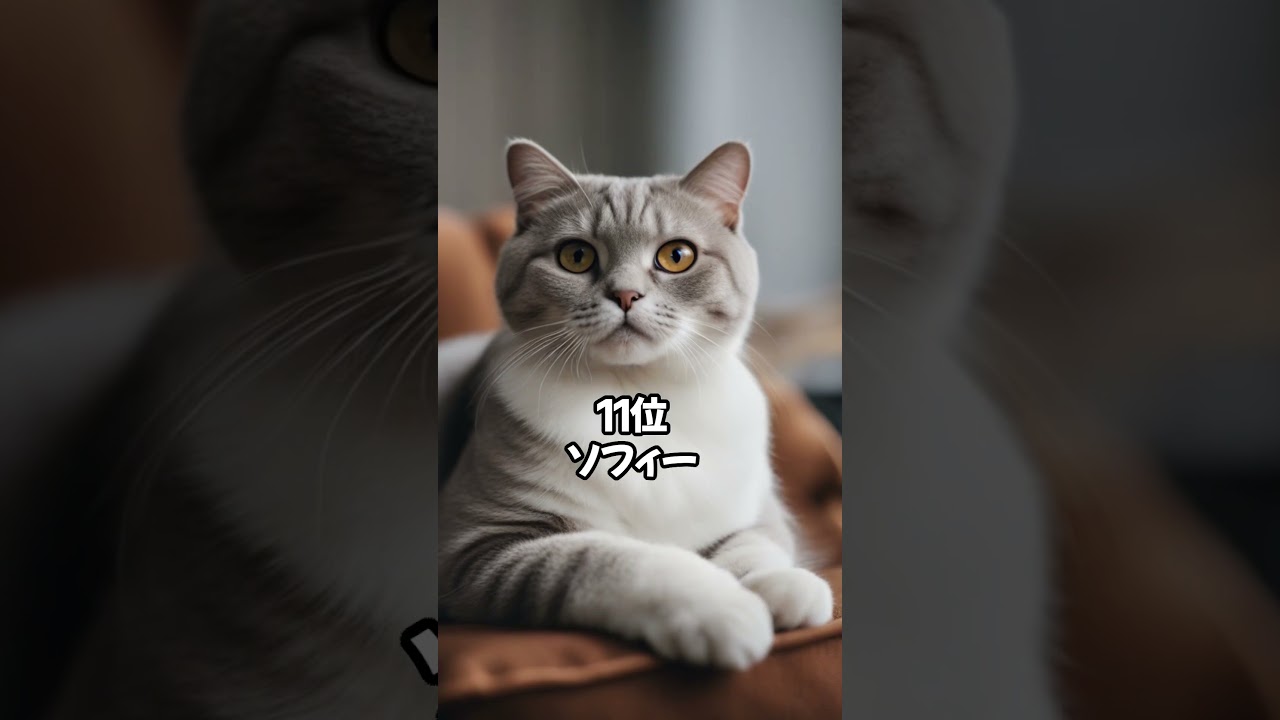 【人気の猫】スコティッシュフォールドに多い名前ベスト20 #shorts
