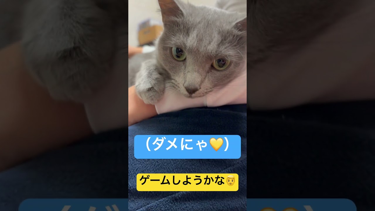 ゲームはダメ💛ダメ💛ダメにゃ💛（ロシアンブルー）#shorts
