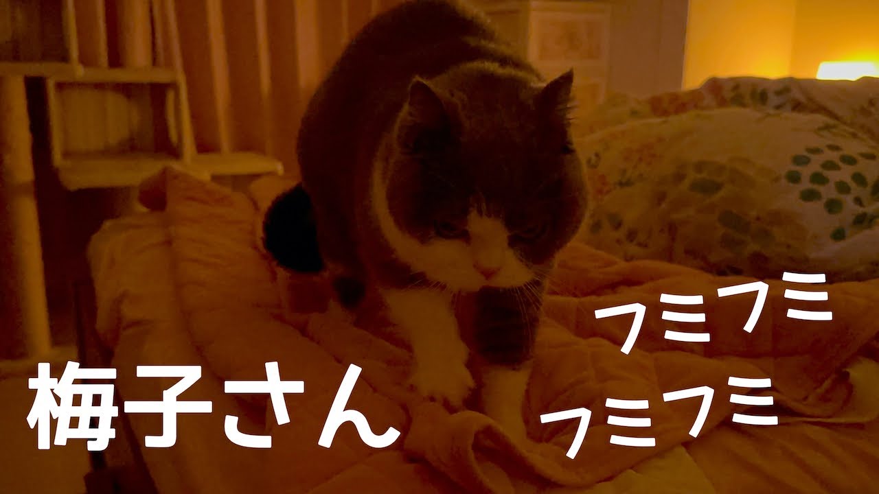 梅子さん「フミフミ♪」梅子の部屋チャンネル