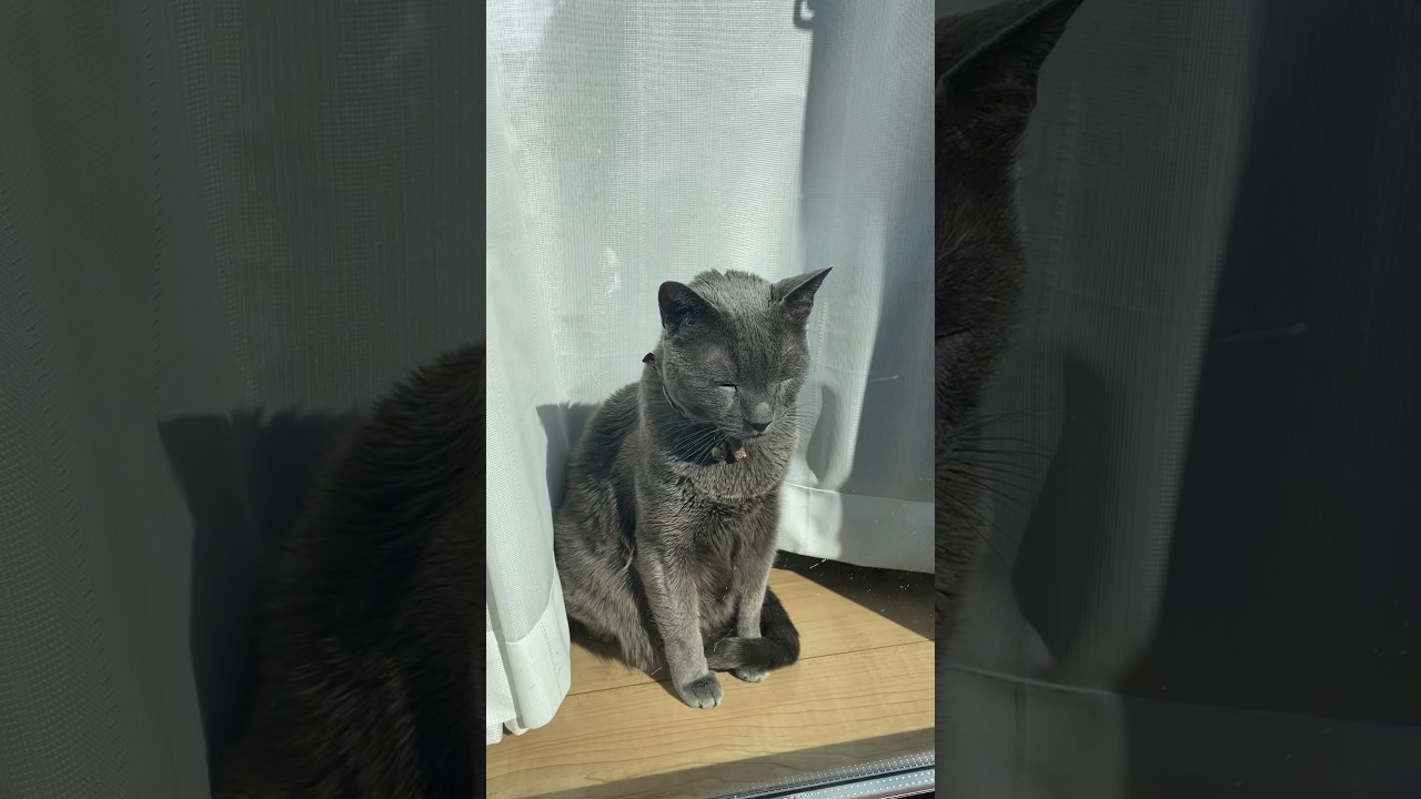 日向ぼっこ老猫_20240211 #shorts #cat #猫 #ロシアンブルー