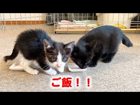 ご飯を要求してくる子猫
