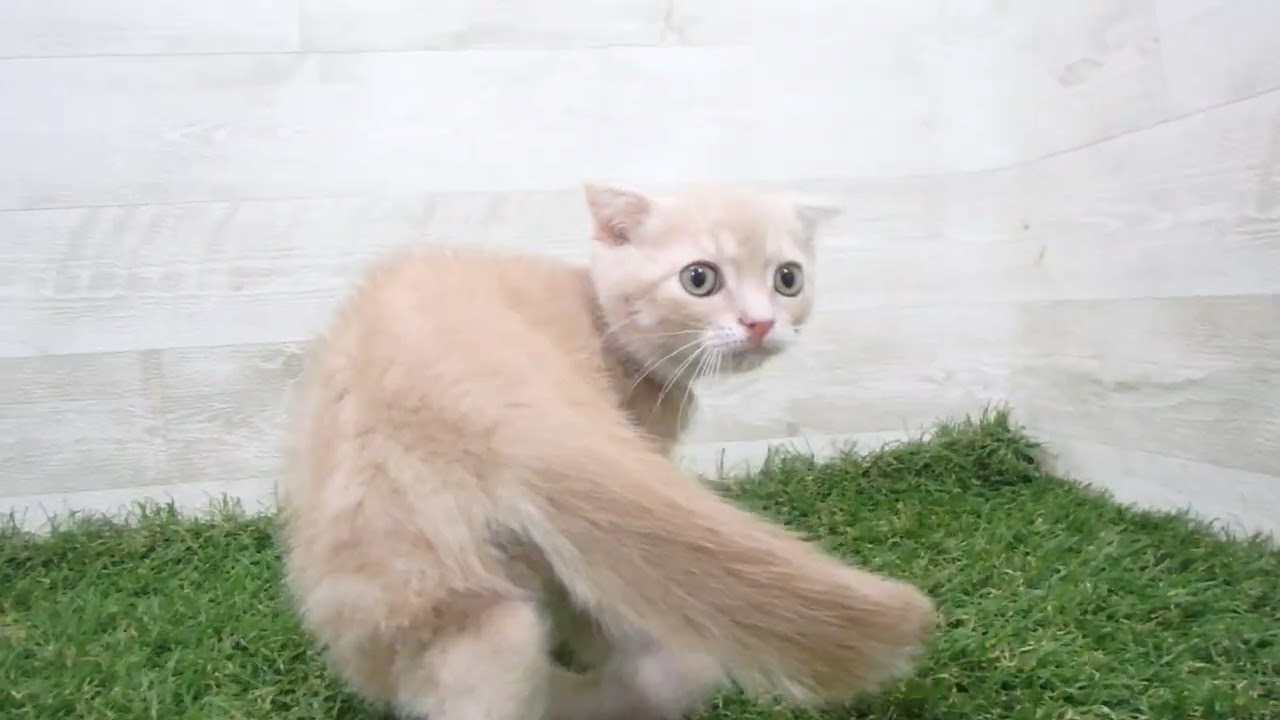 Coo&RIKU　No00666115 スコティッシュフォールド