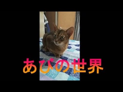 ネコ動画あび＃3004　あびの毎日　アビシニアン　あび