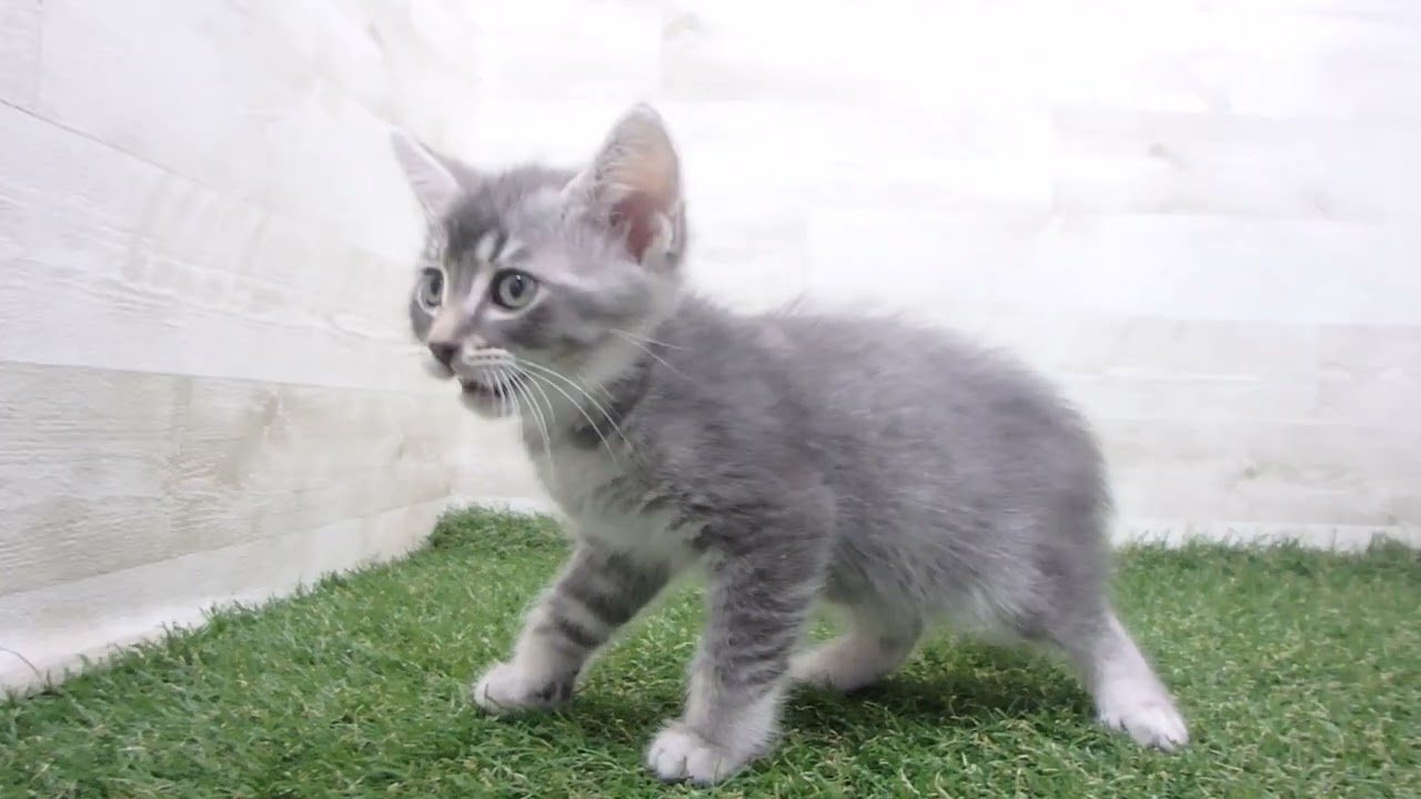 Coo&RIKU　No00666171 アメリカンカール