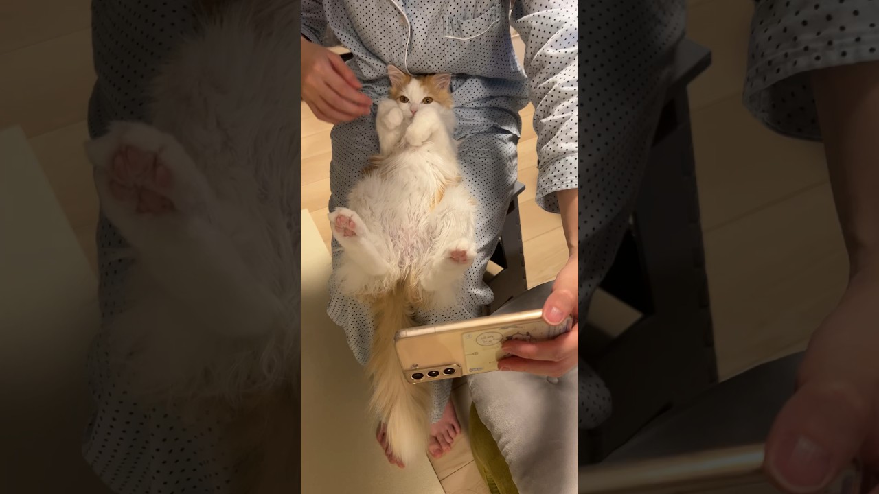 ビデオ通話お疲れ様のねる #cat #ラガマフィン #ragamuffin #猫 #猫のいる暮らし