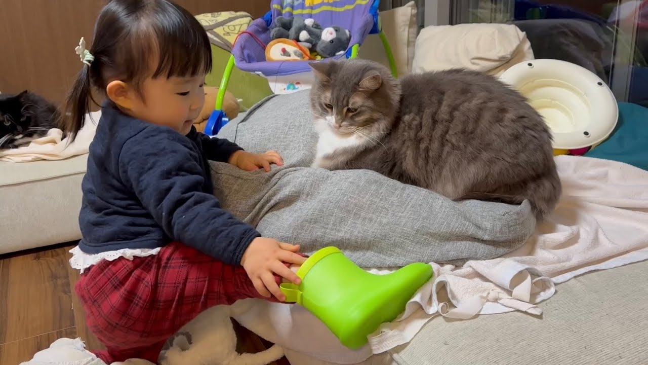 2歳児から長靴を見せられる猫　ノルウェージャンフォレストキャット　ラガマフィンCat looking at new boots. Norwegian Forest Cat. Ragamuffin.