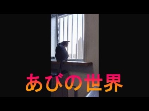 ネコ動画あび＃3002　あびの毎日　アビシニアン　あび