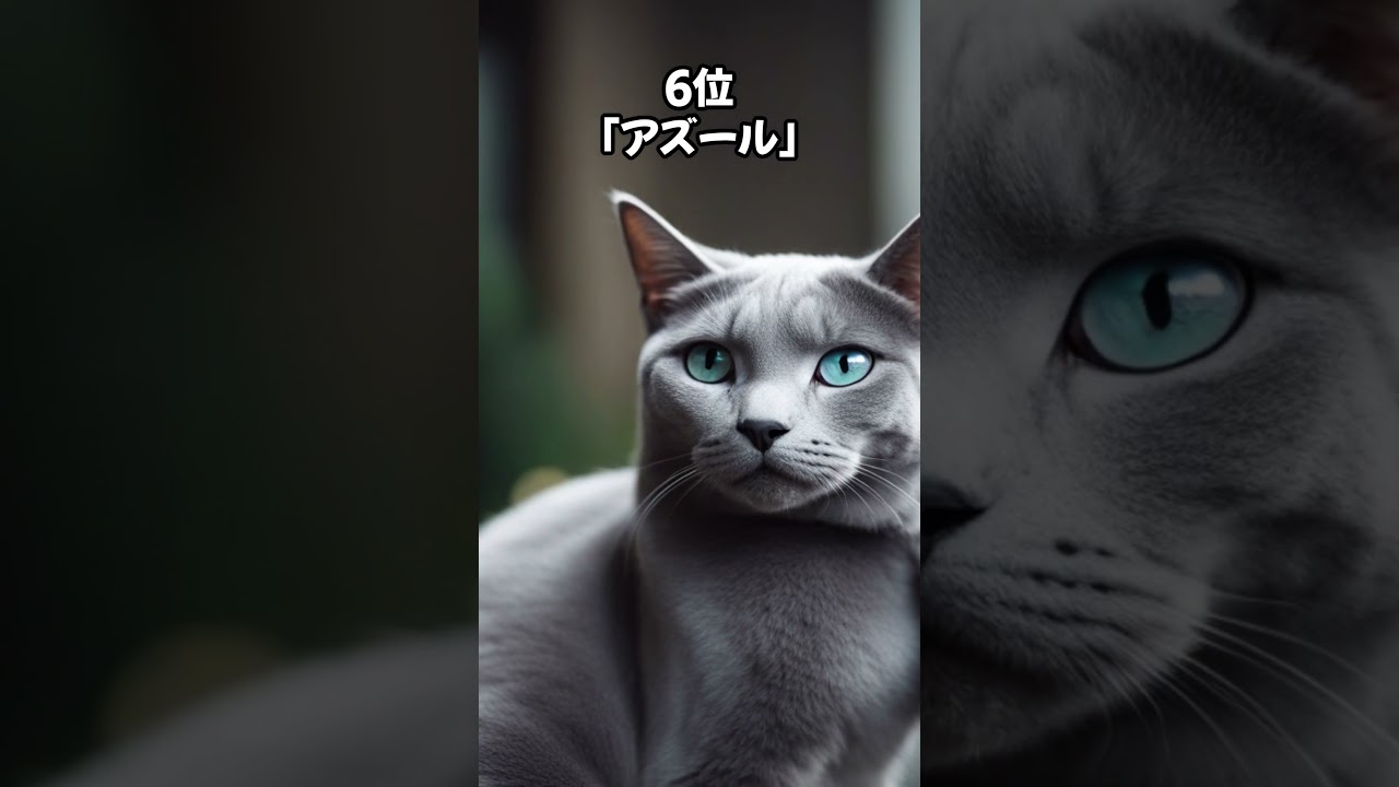 【人気の猫】ロシアンブルーに多い名前ベスト10 #shorts