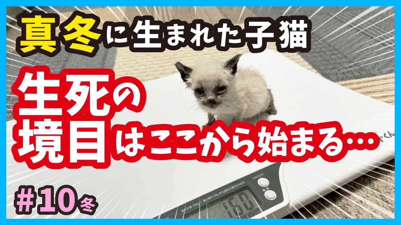 【子猫 生死の境目】真冬に保護した子猫はガリガリで‥。保護10〜11日目を振り返る。（冬10）