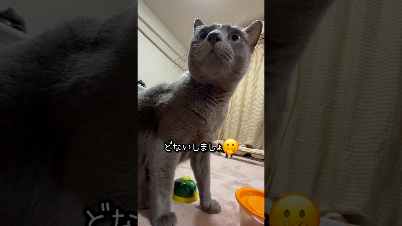 【ロシアンブルー】めろん、今朝のベル🛎️おててややこし🫢【猫】#shorts