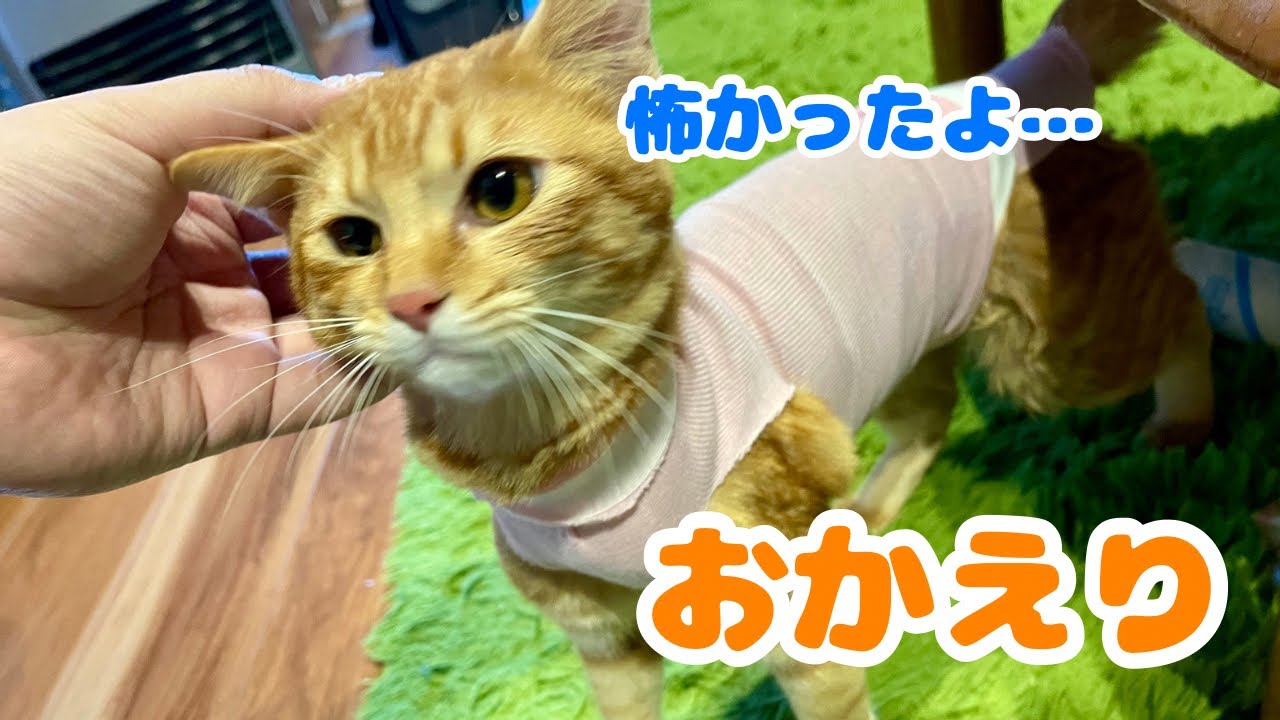 子猫が手術から帰ってきたのですが・・・