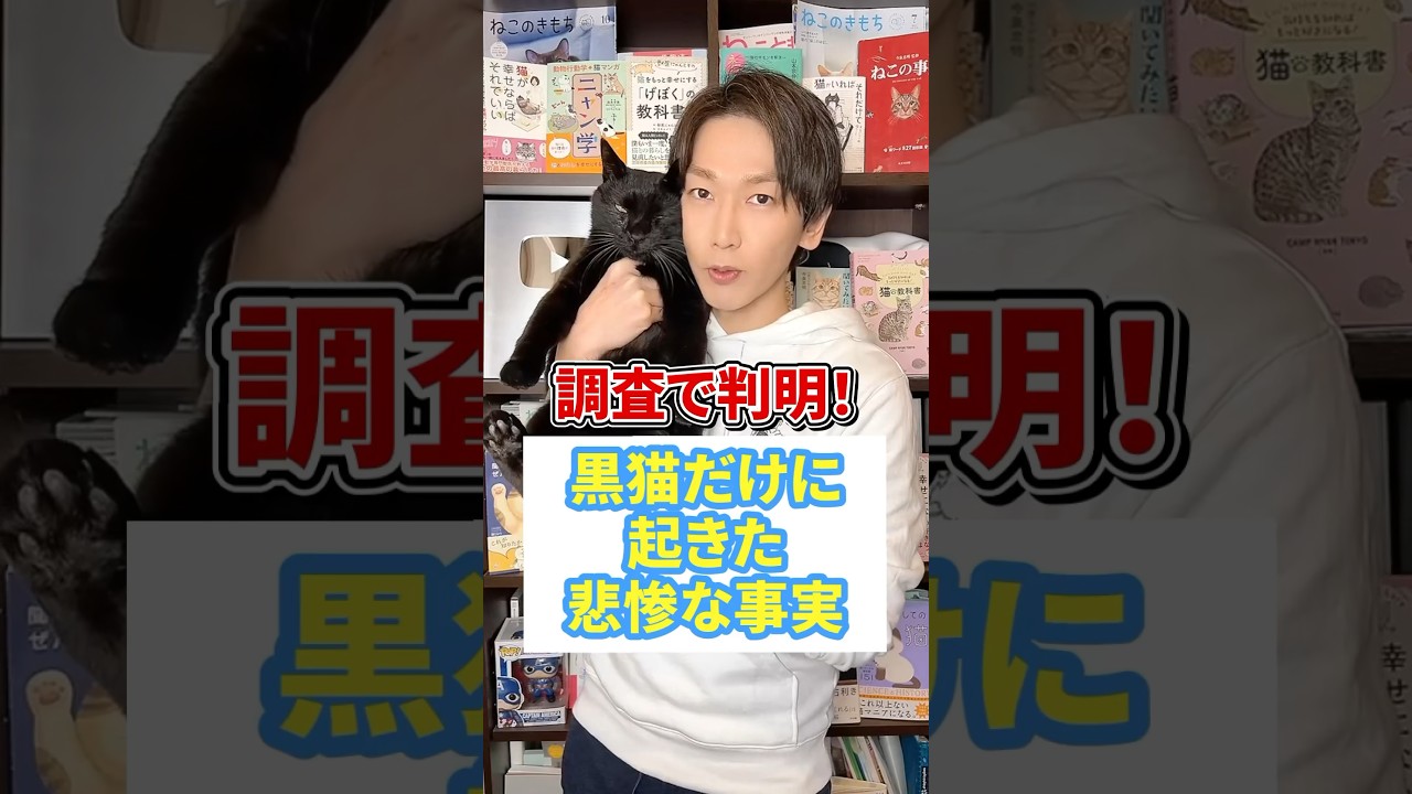 調査で判明！黒猫だけに起きた悲惨な事実 #猫 #黒猫 #ねこ